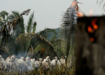 Deforestación del Amazonas a causa de redes criminales: HRW