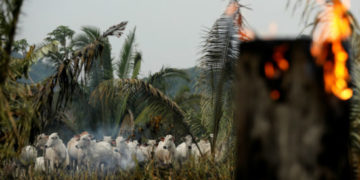 Deforestación del Amazonas a causa de redes criminales: HRW