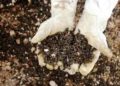 Denuncian apicultores mayas muerte masiva de abejas