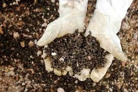 Denuncian apicultores mayas muerte masiva de abejas