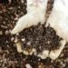 Denuncian apicultores mayas muerte masiva de abejas