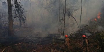Ganadería principal causa de deforestación e incendios en Brasil