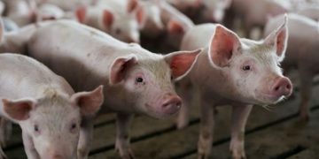 China quita aranceles a productos como soya y carne a EE.UU.