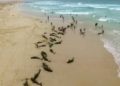 Cometen suicidio masivo más de 130 delfines en una isla de África