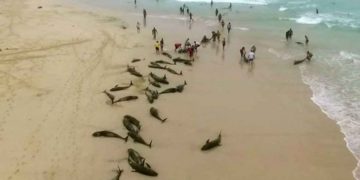 Cometen suicidio masivo más de 130 delfines en una isla de África
