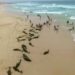 Cometen suicidio masivo más de 130 delfines en una isla de África
