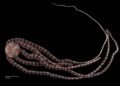 Nueva especie marina es descubierta en México