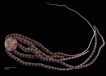 Nueva especie marina es descubierta en México