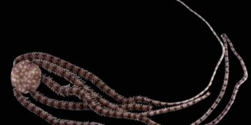 Nueva especie marina es descubierta en México