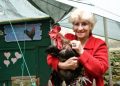 Gana juicio un gallo en Francia y podrá seguir dando su cacareo matutino
