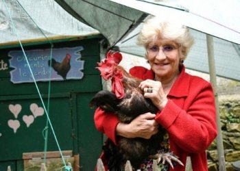 Gana juicio un gallo en Francia y podrá seguir dando su cacareo matutino