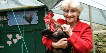 Gana juicio un gallo en Francia y podrá seguir dando su cacareo matutino