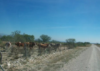 Ganado sustraído en Tierra Blanca es recuperado