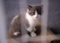 El primer gato clonado en China se llama ‘Ajo’