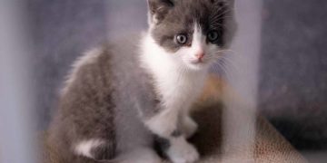 El primer gato clonado en China se llama ‘Ajo’