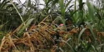 Sicario que desde los 10 años tenía antecedentes criminales, fue asesinado en Rio Verde; niños sicarios