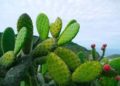 Se busca certificar producción de nopal en SLP