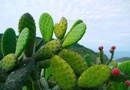 Se busca certificar producción de nopal en SLP