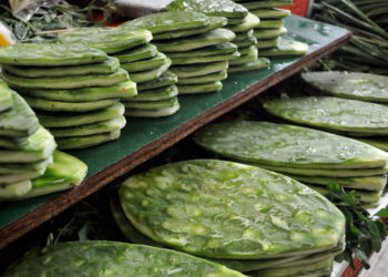 ONU menciona que el nopal es el alimento del futuro