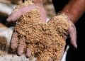 El consumo de productos orgánicos ayudan a tu cuerpo y al planeta
