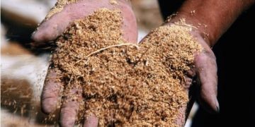 El consumo de productos orgánicos ayudan a tu cuerpo y al planeta