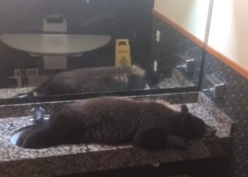 Hallan un oso bebé en el baño de un hotel