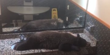 Hallan un oso bebé en el baño de un hotel