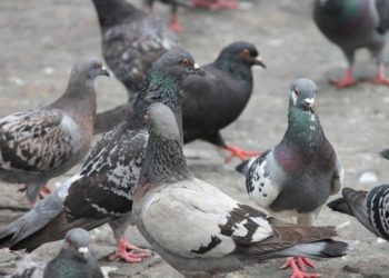 Anticonceptivos para palomas por sobrepoblación