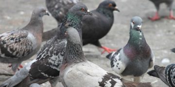 Anticonceptivos para palomas por sobrepoblación