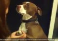 #Video Perrito finge desmayo para evitar que no le corten las uñas