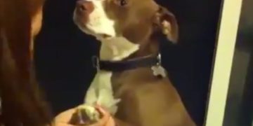 #Video Perrito finge desmayo para evitar que no le corten las uñas