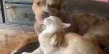 #VIDEO Perro de tanto lamer a un gatito casi se lo come