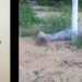 CJNG secuestra a policía de Quintana Roo, lo obliga a grabar video y luego lo decapita