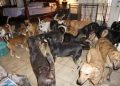 97 perros son albergados del huracán Dorian en casa de una mujer en Bahamas