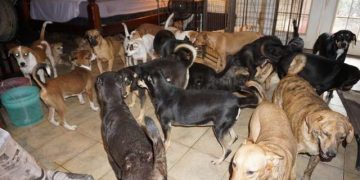 97 perros son albergados del huracán Dorian en casa de una mujer en Bahamas