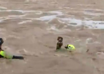 #VIDEO Rescate de hombre y su perrito en río de NL