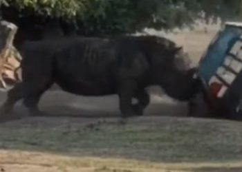 #VIDEO Rinoceronte embiste auto de mujer en un parque en Alemania
