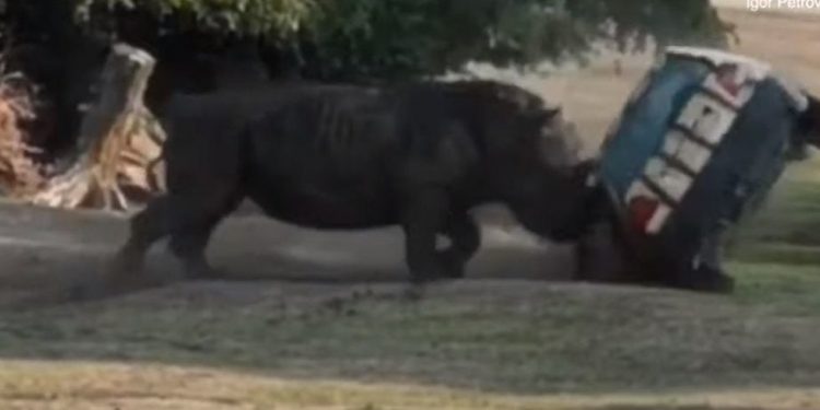 #VIDEO Rinoceronte embiste auto de mujer en un parque en Alemania