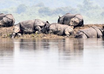 Mueren 17 rinocerontes en peligro de extinción por inundación en India