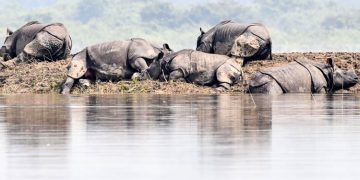 Mueren 17 rinocerontes en peligro de extinción por inundación en India