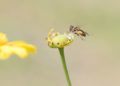 Aprueban en el Senado punto de acuerdo en beneficio de las abejas