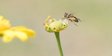Aprueban en el Senado punto de acuerdo en beneficio de las abejas