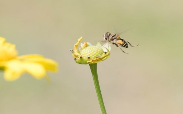 Aprueban en el Senado punto de acuerdo en beneficio de las abejas