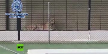 #VIDEO Encuentran un tigre en peligro de la extinción en un chalé de España