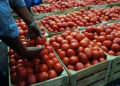 EE.UU elimina aranceles al tomate mexicano