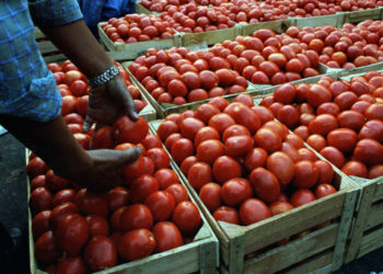 EE.UU elimina aranceles al tomate mexicano