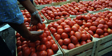 EE.UU elimina aranceles al tomate mexicano