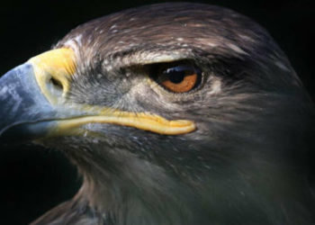 Águila real, el símbolo amenazado por el cambio de uso de suelo en su hábitat