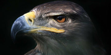 Águila real, el símbolo amenazado por el cambio de uso de suelo en su hábitat