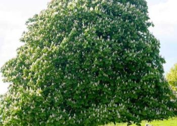 Árboles europeos en peligro de extinción